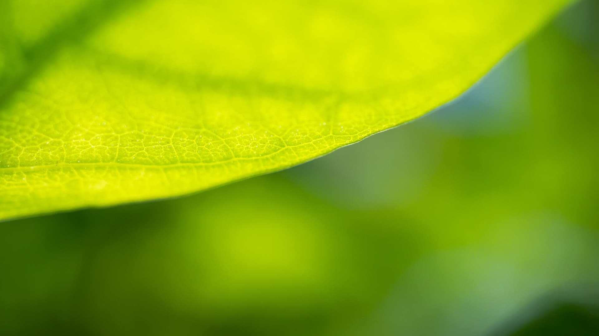 Makroaufnahme eines grünen Blattes mit Blattadern