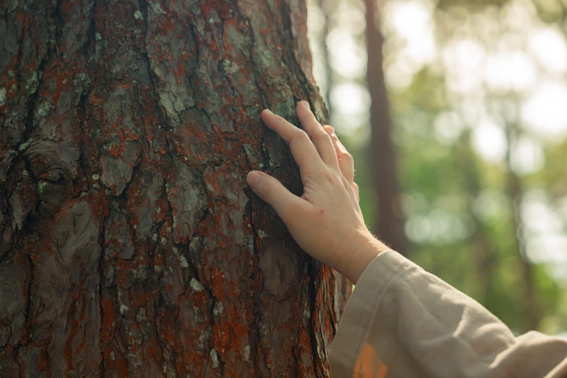 Hand an einem Baumstamm im Wald